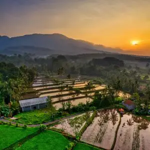Serene view of rice terraces at sunset in Banten, Indonesia, capturing the rural landscape and vibrant sky.
